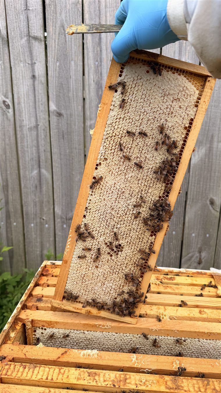 Nicholas Fischer tending the hives